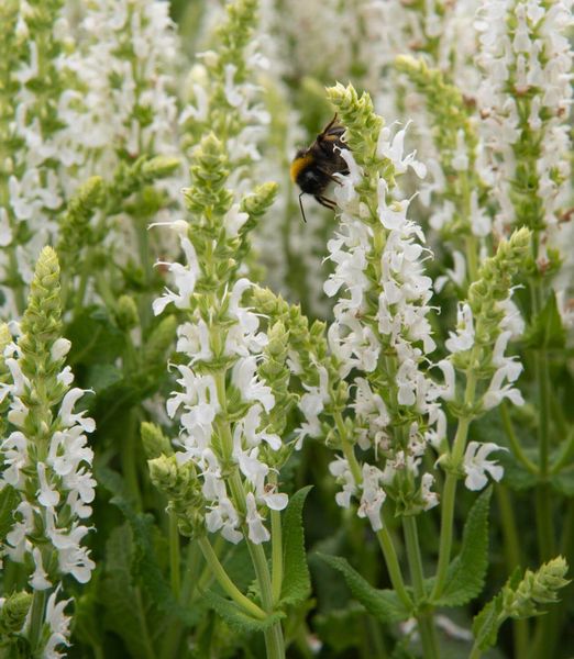 Salvia nemorosa 'Schneehügel'